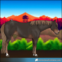 Horse Color:Liver Chestnut 