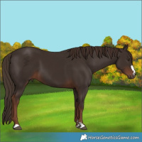 Horse Color:Liver Chestnut