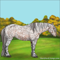 Horse Color:Brown Roan Appaloosa 