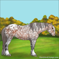 Horse Color:Bay Roan Appaloosa 