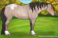 Horse Color:Sable Champagne Roan Appaloosa