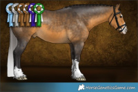 Horse Color:Buckskin 