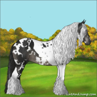 Horse Color:Gray White Spotted Black Tobiano 