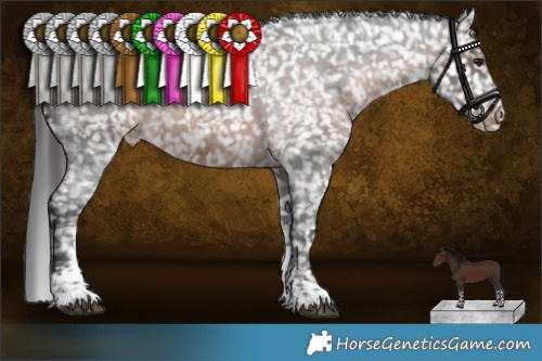 Horse Color:Brown Roan Sabino Appaloosa 