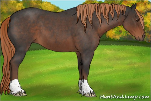 Horse Color:Liver Red Roan 