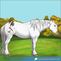 Horse Color:Brown Sabino Appaloosa