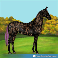 Horse Color:Void Painted Chocolate Palomino Tobiano  and Void Painted Chestnut Tobiano Appaloosa 