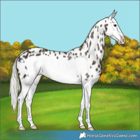 Horse Color:Midnight Silver Bay Ice Splash Frame Near Leopard 