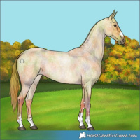 Horse Color:Nacre Red Roan 