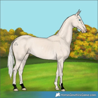 Horse Color:Void Cremello 