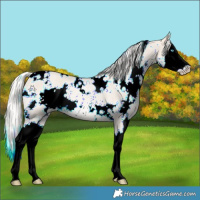 Horse Color:White Spotted Cremello Roan Splash Rabicano 