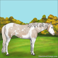 Horse Color:White Spotted Chocolate Palomino Splash Tobiano Appaloosa Rabicano 