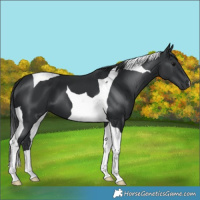 Horse Color:Black Tobiano 