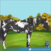 Horse Color:White Spotted Smoky Black 