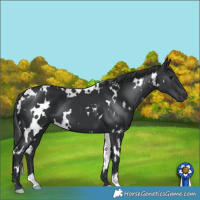 Horse Color:White Spotted Black 