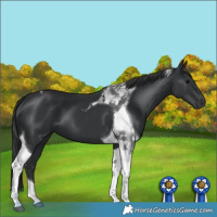 Horse Color:Black Tobiano 