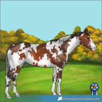 Horse Color:White Spotted Brown 