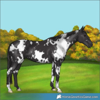 Horse Color:White Spotted Smoky Black 