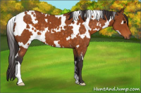 Horse Color:White Spotted Buckskin 