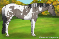 Horse Color:White Spotted Grullo Tobiano 
