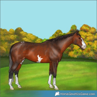 Horse Color:Brown Appaloosa 