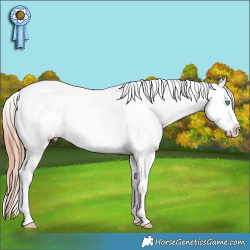 Horse Color:Amber Champagne Roan Splash Tobiano Appaloosa 