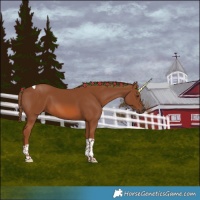 Horse Color:Chestnut Tobiano