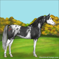 Horse Color:White Spotted Black Splash Appaloosa 