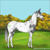 Horse Color:White Spotted Black Splash Tobiano Frame Appaloosa 
