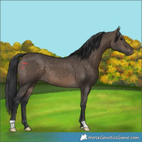 Horse Color:Brown Dun