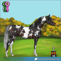 Horse Color:White Spotted Brown 