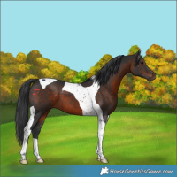 Horse Color:Brown Tobiano 