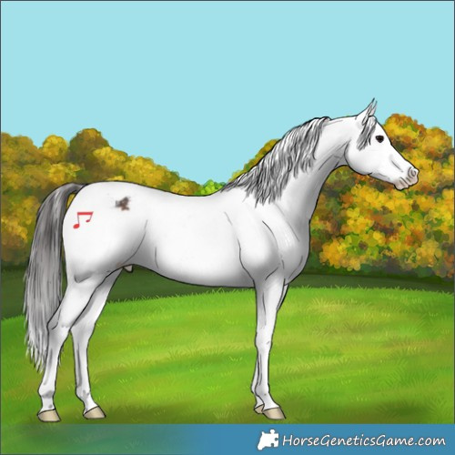 Horse Color:Brown Appaloosa 