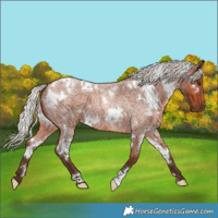 Horse Color:White Spotted Silver Bay Roan 