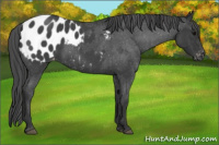 Horse Color:Blue Roan Appaloosa 