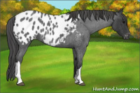 Horse Color:Blue Roan Near Leopard 