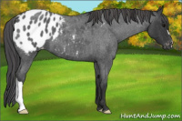 Horse Color:Blue Roan Appaloosa