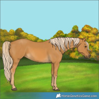 Horse Color:Palomino 