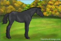 Horse Color:Black 