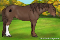 Horse Color:Liver Chestnut 
