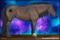 Horse Color:Bay Ice Appaloosa 