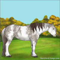 Horse Color:White Spotted Liver Red Dun Ice Sabino Rabicano 