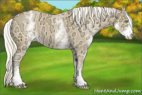 Horse Color:White Spotted Gold Cream Champagne Ice Roan Rabicano 