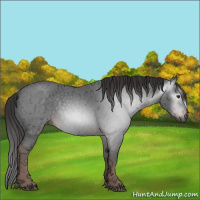 Horse Color:Gray Liver Red Ice Roan Sabino Rabicano 