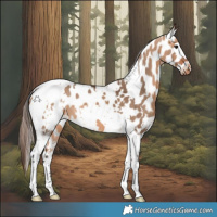 Horse Color:White Spotted Bay Dun Tobiano Appaloosa 