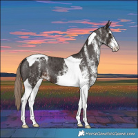 Horse Color:White Spotted Liver Chestnut Tobiano Appaloosa 