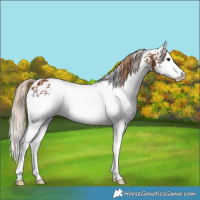 Horse Color:White Spotted Chestnut Splash Appaloosa 
