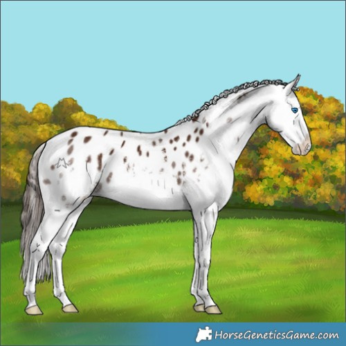 Horse Color:White Spotted Liver Chestnut Splash Appaloosa 