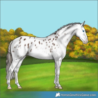 Horse Color:White Spotted Liver Chestnut Splash Appaloosa 