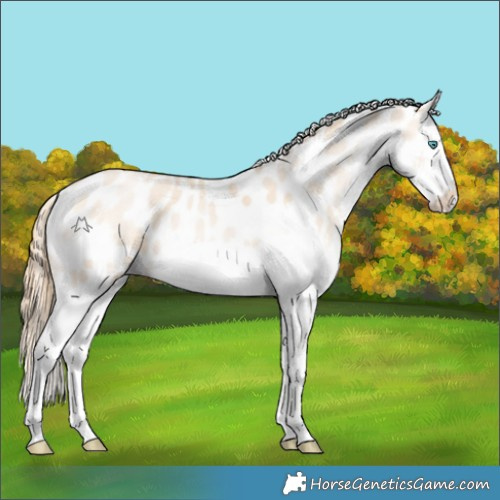 Horse Color:White Spotted Smoky Black Pearl Splash Appaloosa 